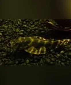 L-135 Candy Stripe Pleco