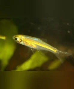 Green Kubotai Rasbora
