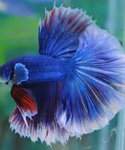 Halfmoon Butterfly Betta Male