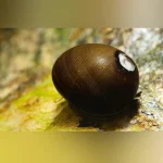 Racing Olive Snail