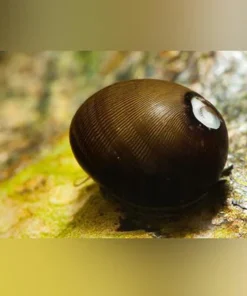 Racing Olive Snail