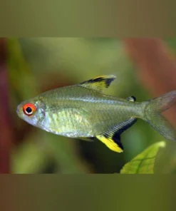 Lemon Tetra