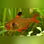 Red Phantom Tetra