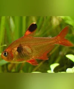 Red Phantom Tetra