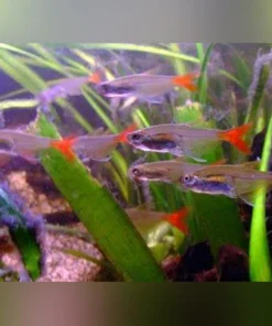 Glass Bloodfin Tetra