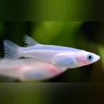 Snow White Rice Fish
