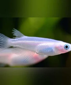 Snow White Rice Fish