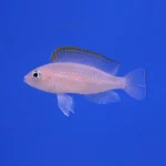 Caudopunctatus