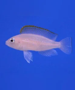 Caudopunctatus