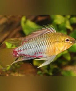 Apistogramma Hongsloi Dwarf Cichlid