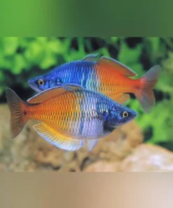 Boesemani Rainbowfish