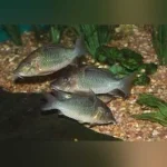 Cory Multiradiatus