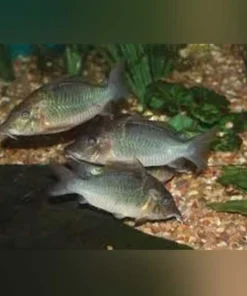 Cory Multiradiatus
