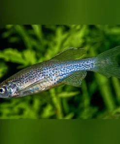 Leopard Danio
