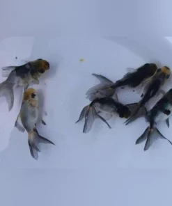 Panda Oranda Goldfish