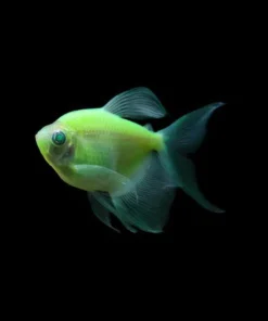 Glo Tetra Long-Fin Green