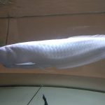 Platinum Arowana For Sale