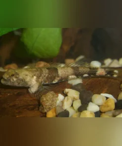 Taiwan Dragon Micro Goby