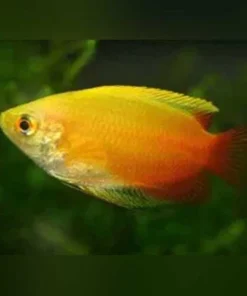Red Gold Honey Dwarf Gourami