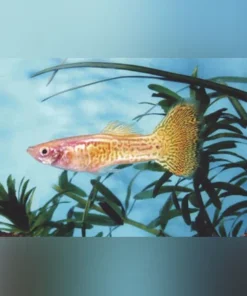 Gold Cobra Guppy (Pair)