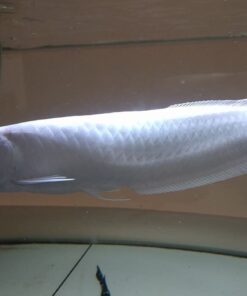 Platinum Arowana For Sale