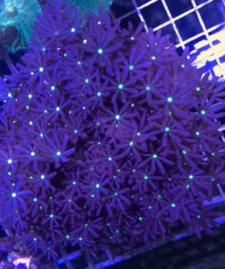 Daisy Poly Coral