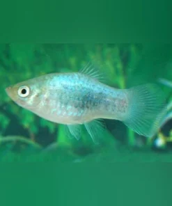 Blue Tuxedo Platy