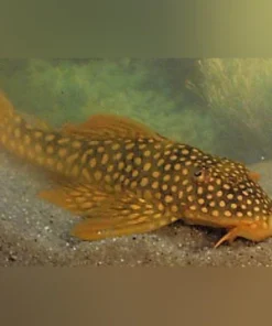 L-14 Goldie Pleco