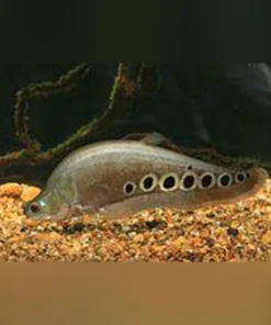 Clown Knifefish