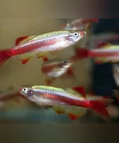 Long Fin White Cloud Minnow