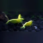 Gold Back Yellow Fire Shrimp