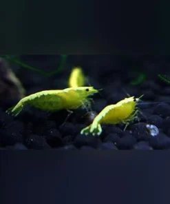 Gold Back Yellow Fire Shrimp