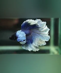 Halfmoon Rosetail Betta