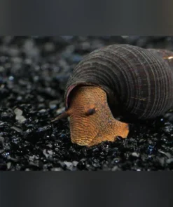 Orange Rabbit Snail