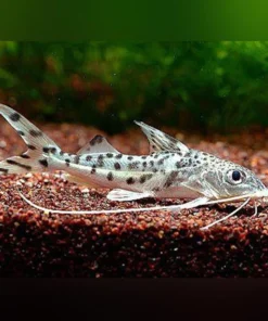 Pictus Catfish