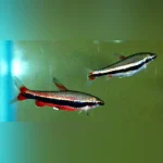 Beckford Pencilfish