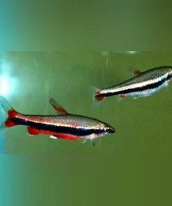 Beckford Pencilfish