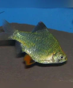 Green Tiger Barb