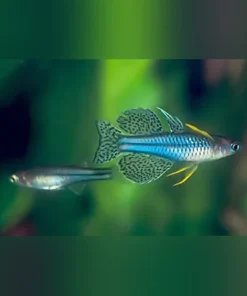 Blue Eye Gertrudae Rainbowfish