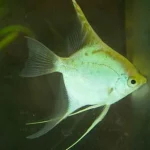Gold Angelfish