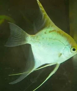 Gold Angelfish