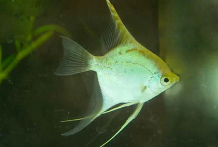 Gold Angelfish