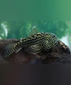 Reticulated Hillstream Loach
