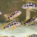 Chitimba Thick Bar Cichlid
