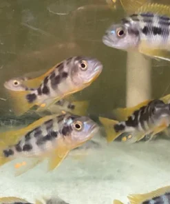 Chitimba Thick Bar Cichlid