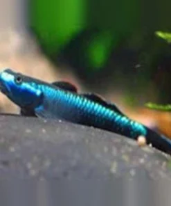 Neon Blue Stiphodon Goby