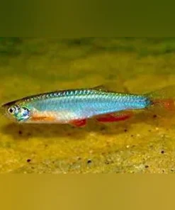 Long Fin Pearl Danio