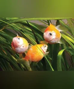Pearlscale Goldfish