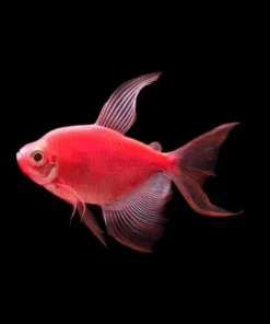 Glo Tetra Long-Fin Red