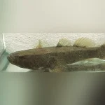 Water Cow Goby